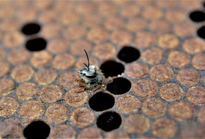 Helping Hand Apiaries