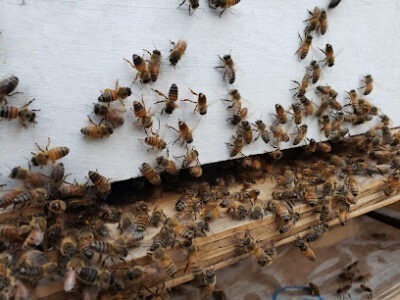 Good-Rich Honey