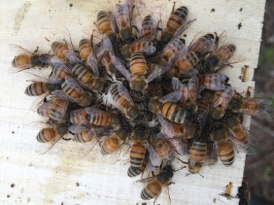 Sudbury Bees