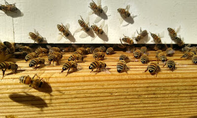 Bee Bum