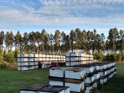 The Honey Bee Factory