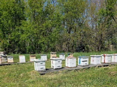 Dolezal Honey Bees