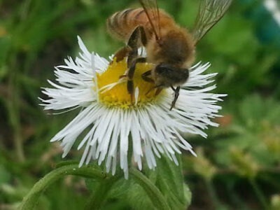 Free Bee Swarm Removal
