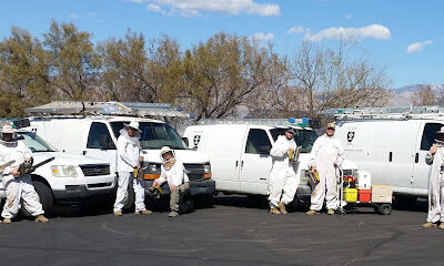 American Bee Control