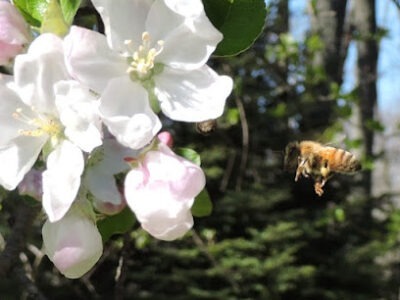 Henry's Honey Farm