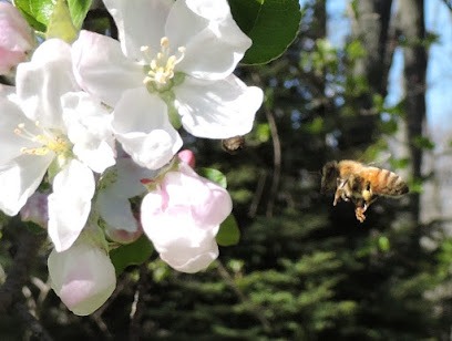 Henry's Honey Farm