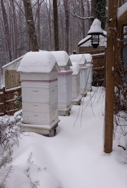 Waterside Cottage Garden and Apiary