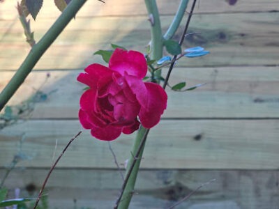 Wild Bloom Honey