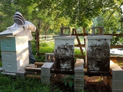 Queen of Hearts Honey LLC