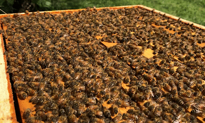 Little Larue Apiary LLc