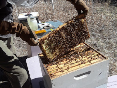 Bee Strong Swarm Catchers