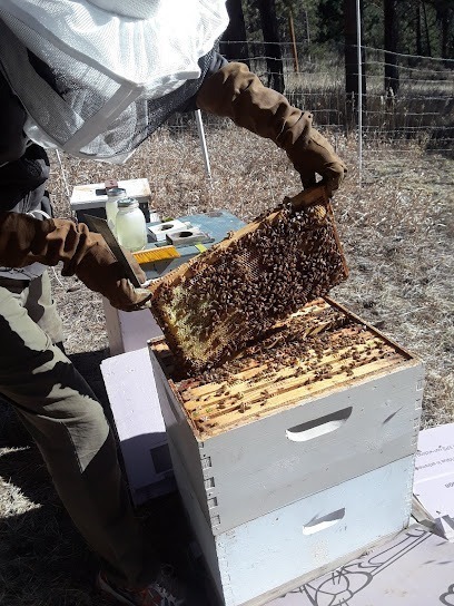 Bee Strong Swarm Catchers