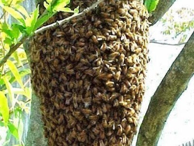 Bee Friendly Honey Bee Management Solutions
