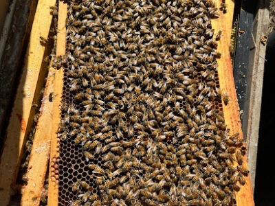 Les's Bees