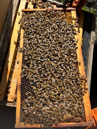 Les's Bees