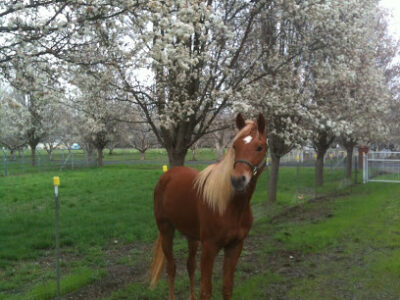 STERLING CREEK RANCH
