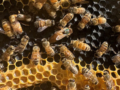 Lappe's Bee Supply and Honey Farm LLC