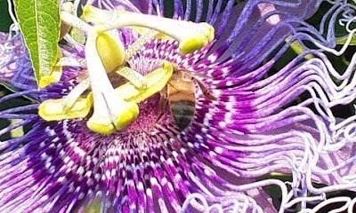 The lost art beekeeping