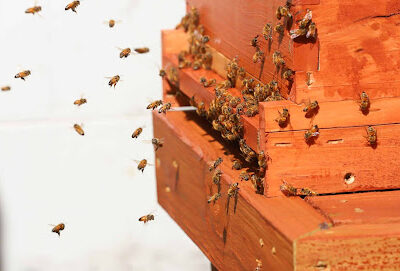 Bee Augustine Honey Company