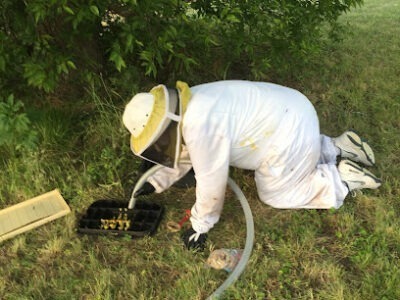 TrigBees Bee Removal