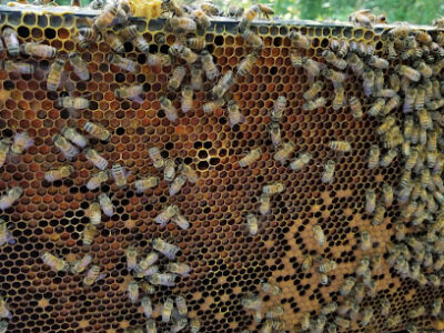 Hillside Hives Bville