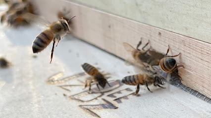 Jimz Beez
