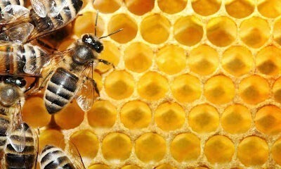 Schultz Honey & Wax Inc.