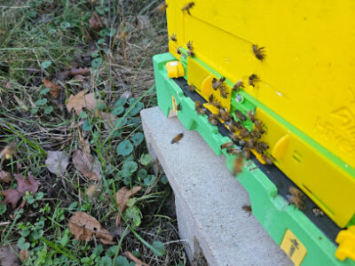 Royals bees and honey