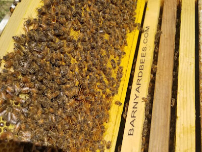 BarnYard Bees Inc