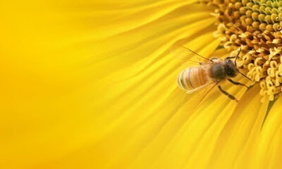 Beez Kneez Honeyz
