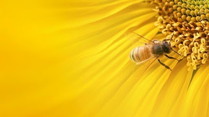 Beez Kneez Honeyz