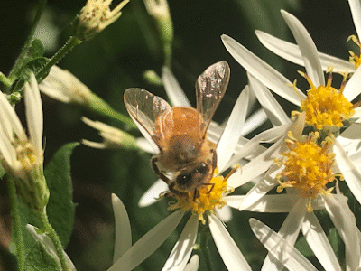 The Hemlocks Homestead, Farm & Apiary