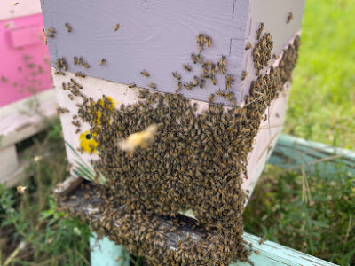 Berto & Ana’s Honey Farm