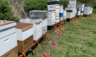 Mike & Niki’s Honey Company