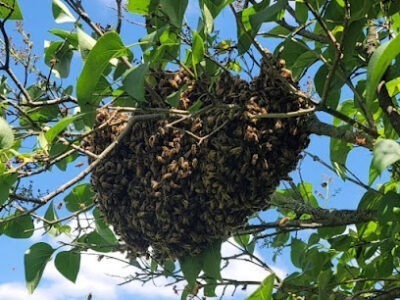 Buzzing Best Farms