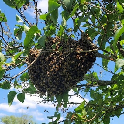 Buzzing Best Farms