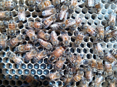 Cloudland Bee Farm