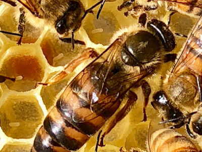 Ambassador Apiaries & Beekeeping Services