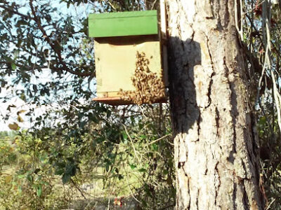 Old Oak Honey Company