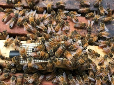Peacedale Apiaries