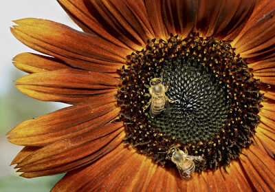 Marshall's Farm Honey