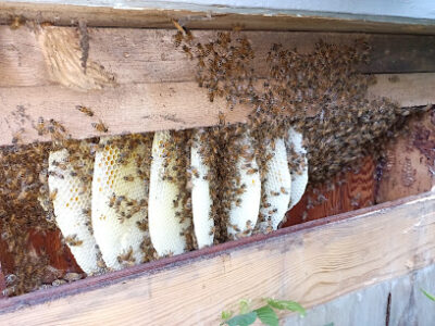 Bee Happy Farm & Apothecary