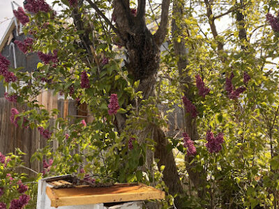 Treasure Valley Bee Rescue, Inc.