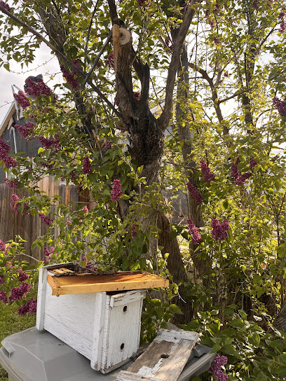 Treasure Valley Bee Rescue, Inc.