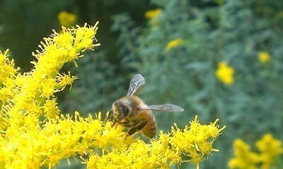 Wild Creek Bee Farm Inc.