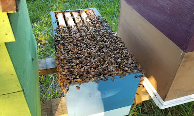 Victory Garden Apiary