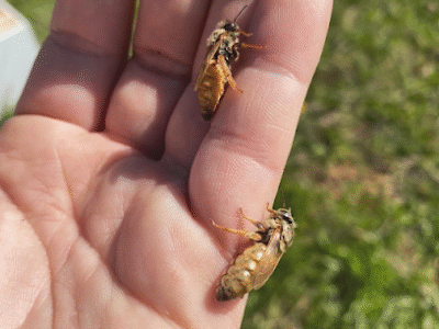 Bowyer's Bees & Honey