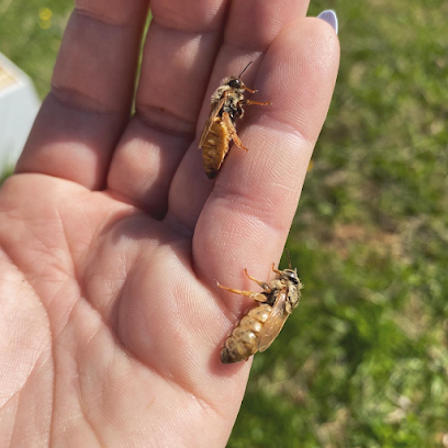 Bowyer's Bees & Honey