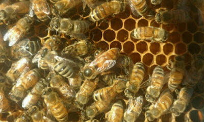 Villicano Farms (Bee's, Trees, & Stump removal service)