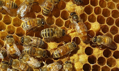 Pointer Bee Farm